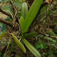 Thrixspermum pulchellum (Thwaites) Schltr.